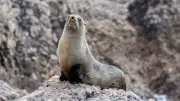 Extreme Weather Threatens Seals and Seabirds in Tasmania During Breeding