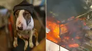 Family Dog Saved Lives in Fatal Fire, Say Grieving Parents