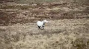 Feral Horse Numbers Surge in Kosciuszko National Park: Urgent Action Needed