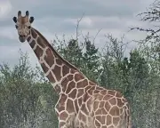 Gracie the Giraffe Found Safe on Texas Ranch After Two-Week Search