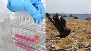 H5N1 Bird Flu Detected in Australia: Poultry Industry on High Alert