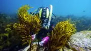 Heat Threatens Australia's Seaweed Forests; Biobanks Offer Hope