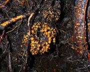 Hidden Fungi Networks Crucial for Plant Life Mapped Globally