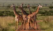 Hidden in Plain Sight: The Race to Discover New Species Before They Disappear