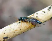 Historic Discovery: Wood-Boring Wasp Captured in 1906 Coal Mine