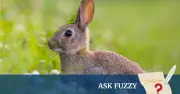 How Introduced Species Wreaked Havoc on Australia's Native Ecology