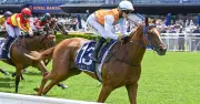 Kensington Wednesday Racing: Hereward Eyes Turnaround with Tongue Tie