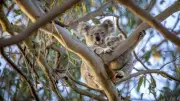 Koala Numbers Crashed 100,000 Years Ago, New Genetic Study Reveals
