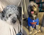 LA Police Fatally Shoot Family Dog During Knicks Win Celebration