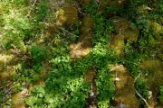 Limestone Pavement's Hidden Woodland Garden Revealed in Yorkshire