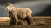 Merino Wool Science: Odour-Resistant, Soft, and Versatile Fabric Explained