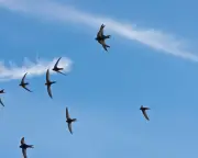 Migrating Swifts Loyally Return to Same Nests Yearly, Study Finds