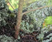 Miniature Scots Pine Grows in Birch Fork: A Tree Epiphyte Discovery