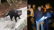 Missing Tasmanian Devil Mary Found Alive After Weeks on the Run