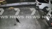 Missing Tasmanian devil Mary spotted on camera in Gold Coast suburbs