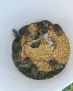 Mouse Plague Devastates Farms Across WA and SA Regions
