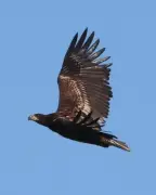 Mystery of Missing Sea Eagle in UK's Grouse Country