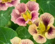 Not Too Late to Sow Nasturtiums for a Vibrant Summer Garden