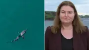 NSW Minister Refuses to Rule Out Shark Cull Amid Attack Surge