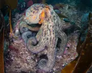 Octopus Surge Spreads from UK South Coast to Scotland, Study Finds