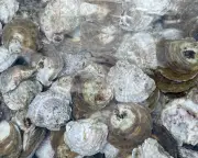 Oysters Destined for Great Things in Restoration Effort