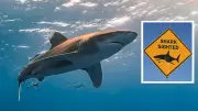 Perth Shark Alert System Fails Amid String of Fatal Attacks