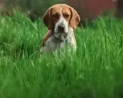 Pet I'll Never Forget: Holly the Beagle's Unforgettable Impact