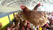 PNG Bans Australian Chicken Imports After H5N1 Bird Flu Cases