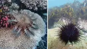 Prickly Starfish and Urchins Threaten Australia's Reefs, Study Shows