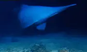 Rare Goblin Shark Filmed Alive in Deep Ocean for First Time