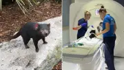 Recaptured Tasmanian Devil Mary in Stable but Critical Condition After MRI