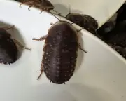 Record 100,000 Exotic Cockroaches Seized in NSW Biosecurity Bust