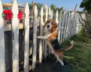 Rescued Lab Beagles Need Special Care: Fosters Share Challenges