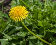 Russian Dandelion Could Solve Global Rubber Shortage Crisis