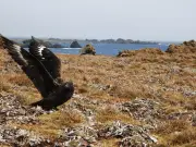 Second Bird on WA Coast Tests Positive for H5N1 Bird Flu
