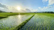 Severe El Niño Threatens Half of Humanity's Rice Supply