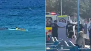 Surf lifesaver hero paddles into shark to save woman at Coogee Beach