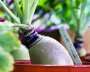 Swedes Deserve a Moment in the Sun: How to Grow Them