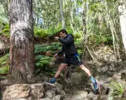 Sydney's New Hornsby Park: An Ancient Volcano Transformed into Bushland