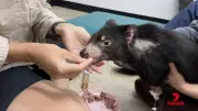 Tasmanian Devil Mary Takes First Bites After 15-Day Ordeal