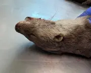 The Grisly Beauty of an Otter Postmortem: A Country Diary Entry