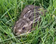The Leveret by Anna Goldreich review – a hare mends the pain of baby loss