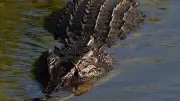 Toddler Thrown into Crocodile Enclosure No Longer Critical