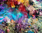 Togetherness by Rowan Hooper Review: A Stunning Portrait of Cooperation in Nature
