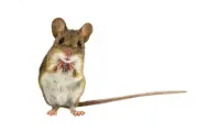 Trans Mice Act: Congresswoman Nancy Mace's Controversial Bill