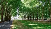 Trees Can Cool Cities by 18°C, But Design Matters More Than Quantity