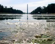 Trump's Reflecting Pool Metaphor Sparks Confusion and Criticism