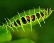 Venus Flytrap's Rapid Snap Mechanism Revealed in New Study