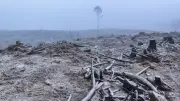 Victoria's Native Logging Ban Undermined by Tasmanian Imports