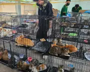 Vietnamese Police Rescue 200 Cats from Meat Ring
